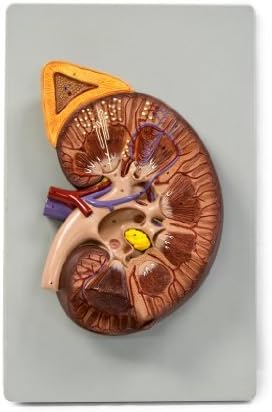 Walter Products B10450 Deluxe Kidney Mode, 3X Life Size
