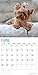 2020 Yorkshire Terrier Puppies Calendar 16 Month 12 x 12 Wall Calendar by Bright Day Calendars (Yorkshire Terrier Puppies 2019)