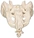 3B Scientific A70/6 Sacrum and Coccyx Model, 7.9" x 5.9" x 5.9"