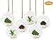 K KYMAKE Hydroponic Plant Stylish Desktop Terrarium Glass Flowerpot Bulb, Handmade high Borosilicate, Creating a New Environment for Your Desktop Life