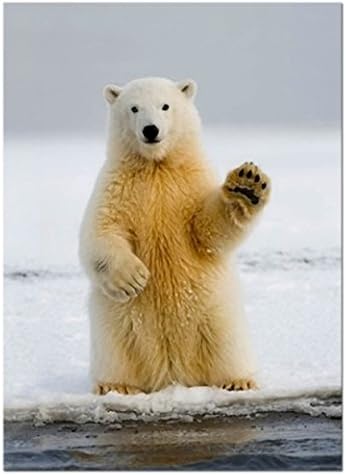 Tree Free Polar Farewell Pack of 6 Greeting Cards &amp; Envelopes