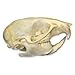 Rat Skull (Natural Bone Quality A)
