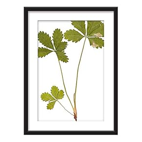 Framed Wall Art - Plant Specimen - Giclee Printed Art in Black Picture Frames White Matting - 23x31 inches