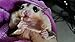 Polar Bear's Pet Shop 1 Pcs Fish Flavor Sugar Glider Hamster Squirrel Chinchillas Small Animals Sandwich Snacks and Food (20g)