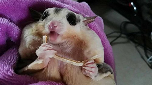 Polar Bear's Pet Shop 1 Pcs Fish Flavor Sugar Glider Hamster Squirrel Chinchillas Small Animals Sandwich Snacks and Food (20g)