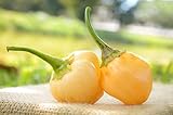 Peachadew Peppapeach Pepperdew Heirloom Pepper