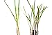 9GreenBox - Lemon Grass - 2 Pack
