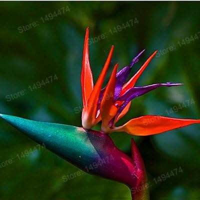 Naranja: 100 Unids/bolsa Semillas de Strelitzia Reginae Semillas ...