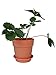 Axe Sickle 3.9 Inch Plastic Planter Small Plastic Plant Pot, Indoor Flower Pot, Plant Pot, Mini Flower Seedling Nursery Pot, Flower Pot with Pallet (6pcs Brown)