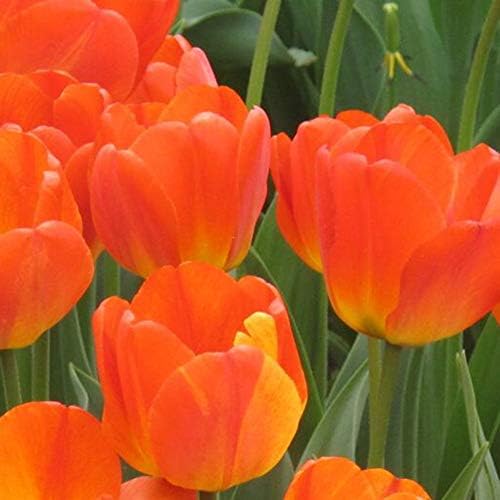 100Pcs Tulip Seeds Perennial Bonsai Plant Seeds Gorgeous Flowers Bulbs Seeds Home Yards Garden Multiple Colors Available Orange
