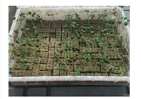 5 Rockwool+Stonewool+Cuttings+Propagation+Hydroponic