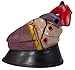 Anatomical Chart Co. Budget Jumbo Heart Model Item #: CH3