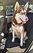 Dog Back Seat Cover - for Pets in SUV's Trucks & Cars - Waterproof & Nonslip Material