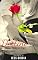 Livro Destino Irresistível