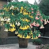 Beautiful 100 Mix color Datura Seeds, Dwarf Brugmansia Angel Trumpets, bonsai flower , fragrant yellow blooms