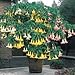 Beautiful 100 Mix color Datura Seeds, Dwarf Brugmansia Angel Trumpets, bonsai flower , fragrant yellow blooms