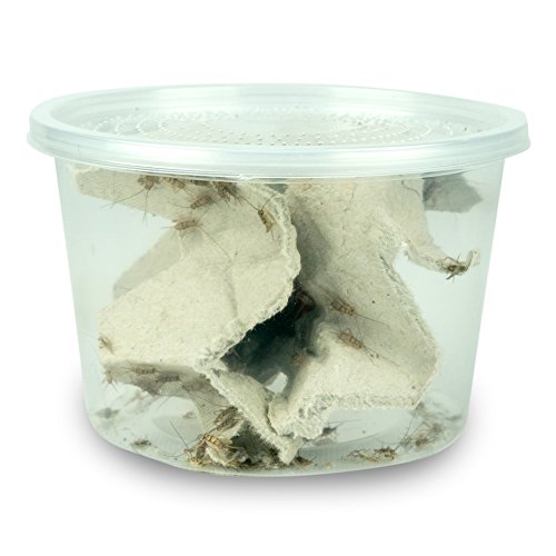 Josh's Frogs 1/4" Banded Crickets (120 Count)
