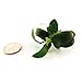 SubstrateSource Anubias Live Aquarium Plants - Potted Freshwater Plant for Fish Tanks, Terrariums - Beginner Friendly Low Light (Nana Petite, 1 Pot)