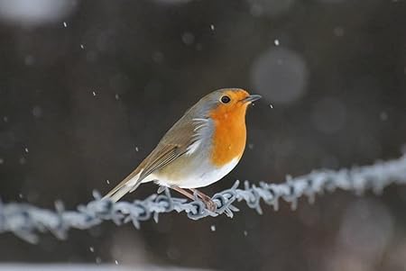 Amazon Co Jp 特大 ポスター ワイヤーロビン鳥 壁紙ウォールステッカーポスター 594x4mm Generic