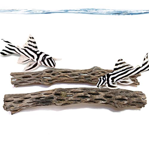 Pleco Cholla Wood (2 pc) – Nutritious Treat for Catfish, Loaches & Bottom Feeders – Create Native Habitat – Provide Hiding Space for Fry – Pair of 6″ Wood – Attractive, Functional Aquarium Decor