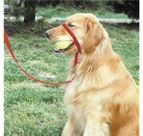 gentle leader golden retriever