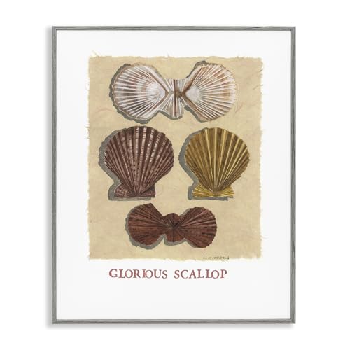 'Glorious Scallop Shells'| Framed Giclee Art