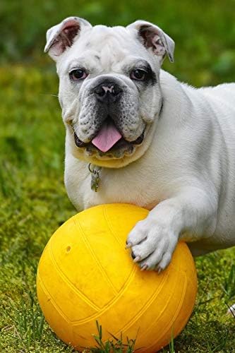 Delightful Little English Bulldog Puppy Playing in the Park Lined Journal