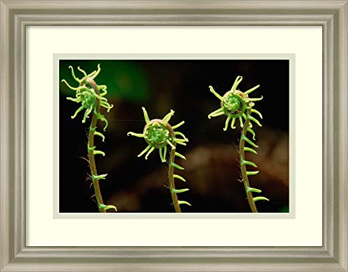 Framed Wall Art Print Deer Fern fiddleheads Pacific Coast North America by Gerry Ellis 17.75 x 13.75