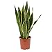 AMERICAN PLANT EXCHANGE Sansevieria Trifasciata Snake Laurentii Live Plant, 6" Pot, Green