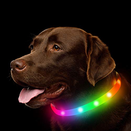 flashing dog light