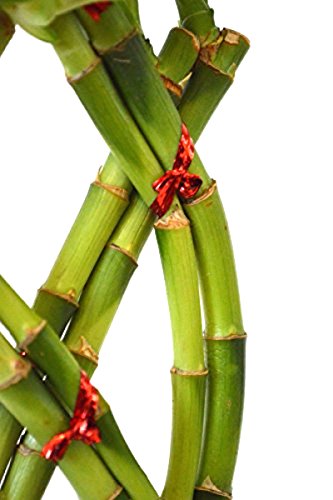 HOT Live 8 Braided Lucky Bamboo Plant Handmade -Pebble & Vase Easy to grow Gift Idea