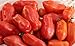 40+ San Marzano Tomato Seeds- Italian Heirloom Variety- Grown in 2019 primary