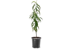 GENERIC Contender Peach Tree, Cold Tolerant, Freestone Pit, Self-Pollinating, 1 gal Nursery Pot, 1-2 ft Tree Height (Due to Agricultural Laws, we Cannot Ship to CA, AZ, AK, or HI)