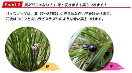 Amazon リュウノヒゲ 50ポットセット 常緑 多年草 グランドカバー ジャノヒゲ 植木