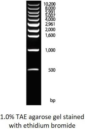 1 kb DNA Ladder (D-1040, Ready-to-Load, Small, 500, 1, D-1040)