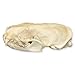 American Mink Skull (Natural Bone Quality A)