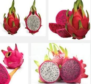 Amazon 色とりどり 園芸植物100個ピタヤの種フルーツの種 まれな 豊富なビタミンcフルーツ ドラゴンフルーツサボテンの種盆栽の種 花