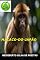 Livro Macaco-do-japão