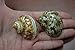 2 Pcs Brown Plain & Banded Petholatus Jade Turbo Sea Shell Hermit Crab 2