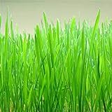 Organic Buckskin Hard Red Winter Wheat - 5 LB