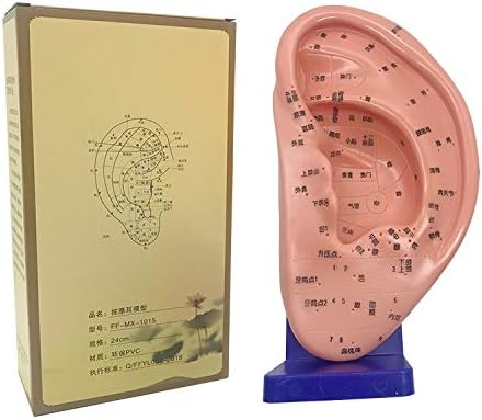Acupuncture acupoint Ear Model Reflex Zone Massage Ear Model with Base Large Ear Body Model