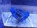 Polar Bear’s Pet Shop Female Electric Blue Crayfish Live Fish Crawfish crawdad Lobster Shrimp Aquariumthumb 3