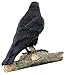 Top Collection Raven Perched on Branch Statue - Collectible Hand Painted Crow Sculpture with Key - 6.25-inch Decorative Figurine