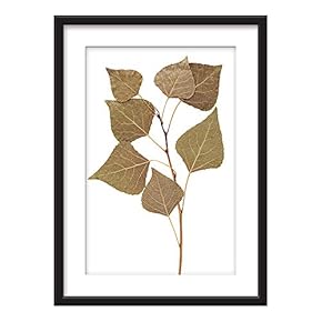 Framed Plant Leaves Specimen Art in Black Picture...