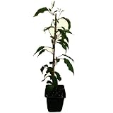 Mini kiwi pflanzen Mini kiwi pflanzen