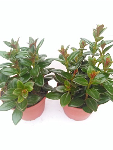 *Two Goldfish Plant - 4" Pot - Blooms Constantly