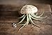 Hinterland Trading Air Plant Tillandsia Bromeliads Harrisii Flying Sea Urchin Shell Jellyfish!