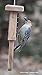 Kettle Moraine Cedar Double Suet Cake Tail Prop Suet Bird Feeder with Hanging Cable