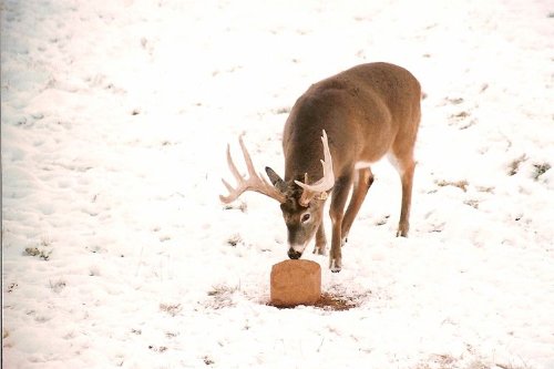 Antler King Hi Protein Big Buck Block - Thumbnail 2