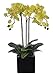 House of Silk Flowers Artificial Triple-stem Phalaenopsis Orchid Arrangement Lime Green